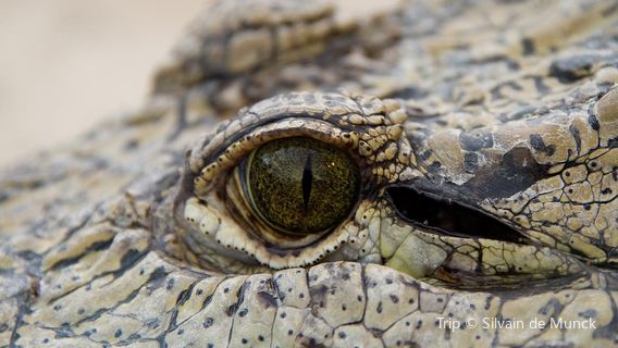 Crocodile Farm Otjiwarongo