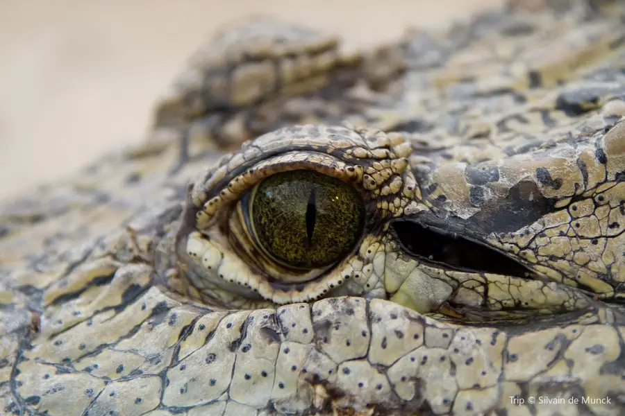 Crocodile Farm Otjiwarongo