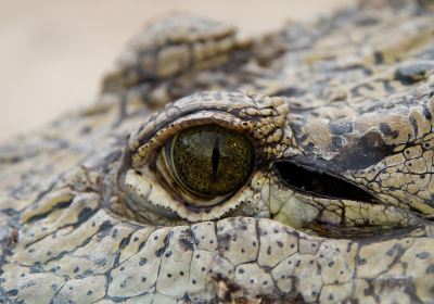 Crocodile Farm