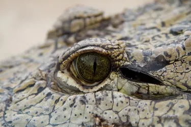 Crocodile Farm Otjiwarongo