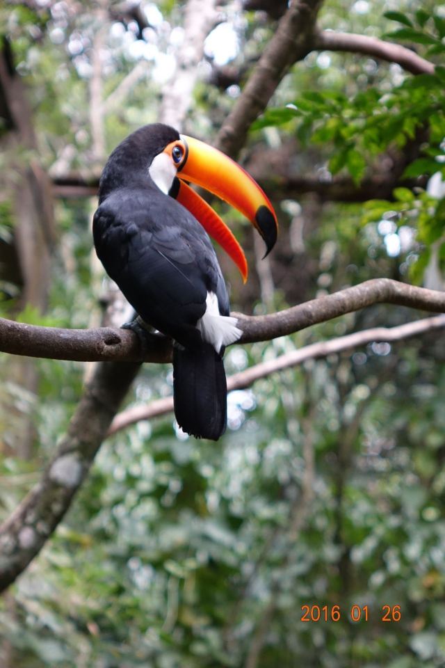 Birds Park