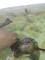 シーサイド水族館