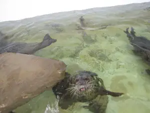 シーサイド水族館