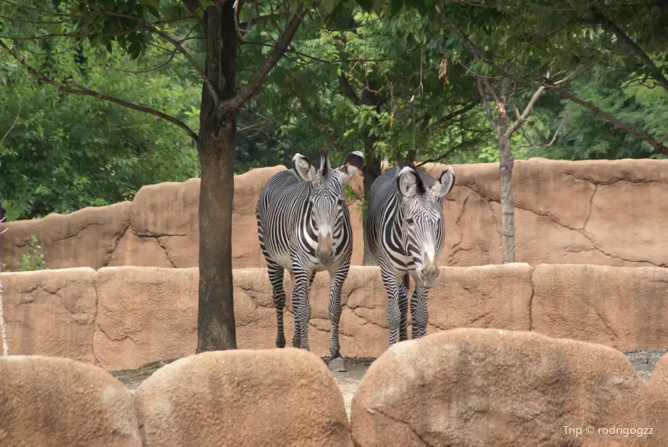 5_Saint Louis Zoo