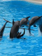 Dolphin Academy Curacao