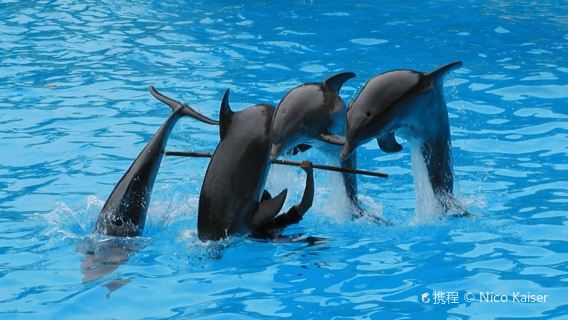 Dolphin Academy Curacao