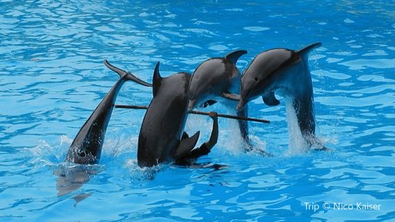 Dolphin Academy Curacao