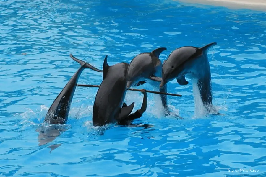 Dolphin Academy Curacao