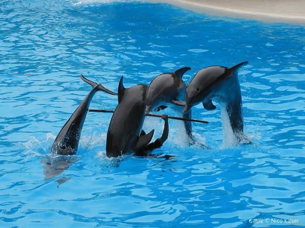 Dolphin Academy Curacao