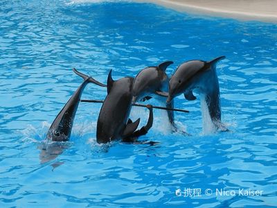 Dolphin Academy Curacao