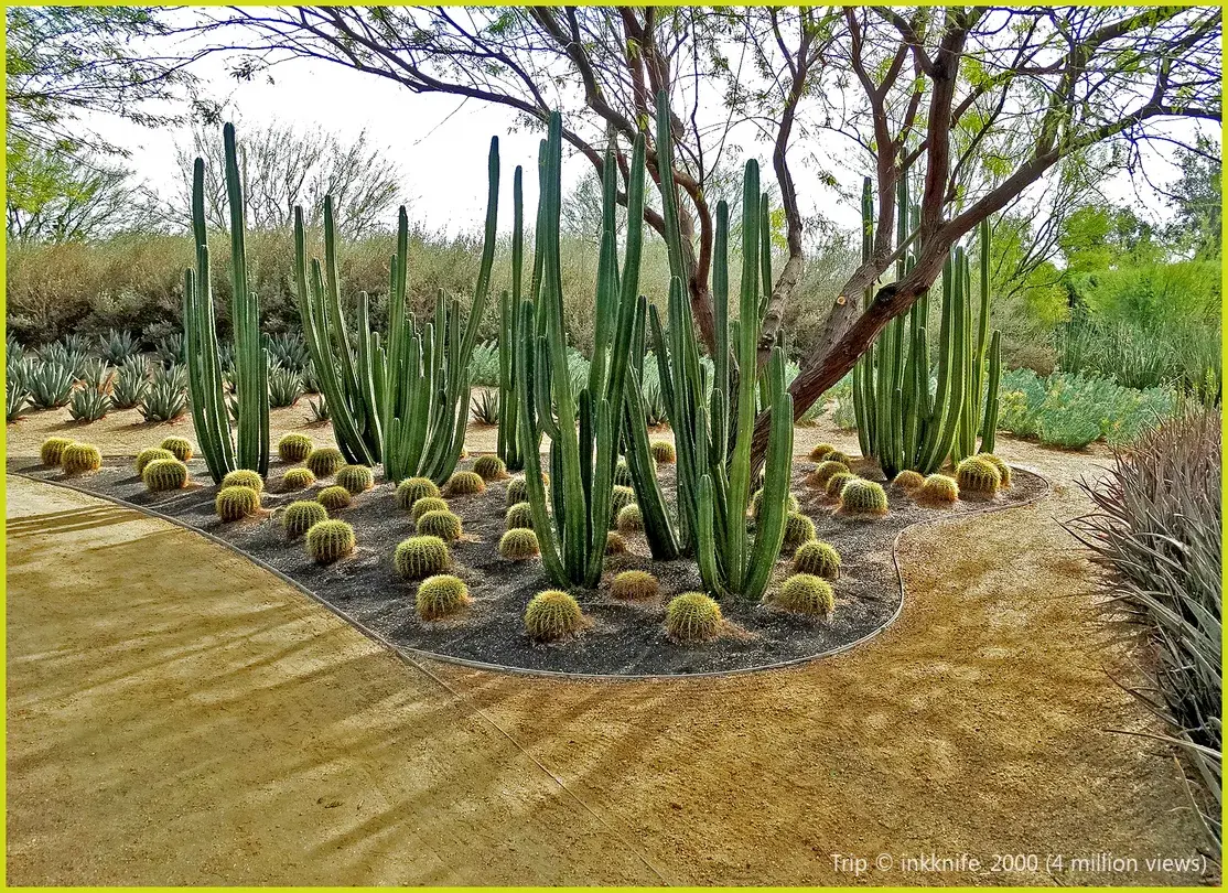 5_砂漠植物園.