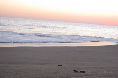Hollywood North Beach Park