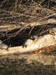 Turtle River State Park