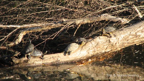 Turtle River State Park