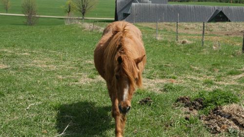 Shelburne Farms