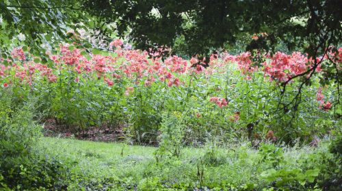 Central Park Rose Garden