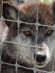 Wolf Sanctuary of PA