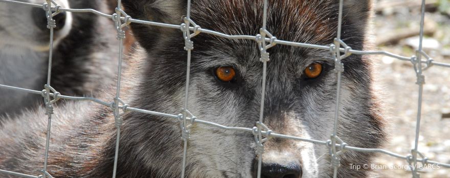 Wolf Sanctuary of PA