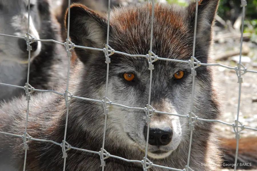 Wolf Sanctuary of PA