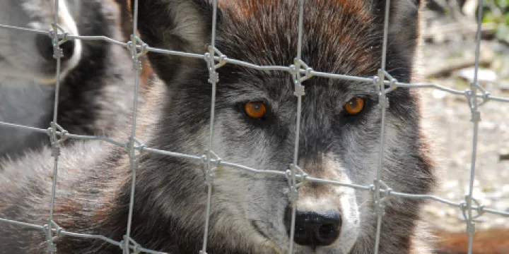 Wolf Sanctuary of PA