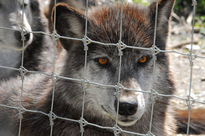 Wolf Sanctuary of PA