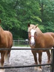 Captiva Farms Horseback Riding