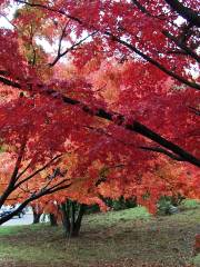 羅傑·威廉姆斯公園