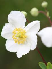 Jardins perdus de Heligan