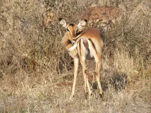 Timbavati Wildlife Park