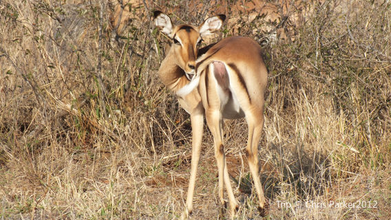 Timbavati Wildlife Park