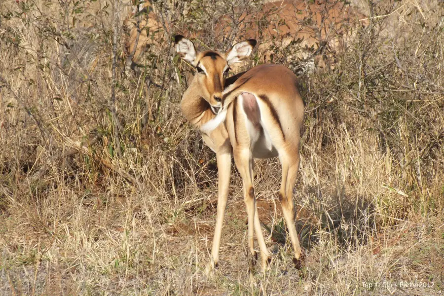 Timbavati Wildlife Park