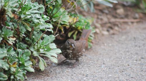 提爾頓國家公園