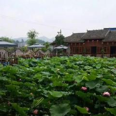 鲜龙井火锅公园(南山店) User Photo