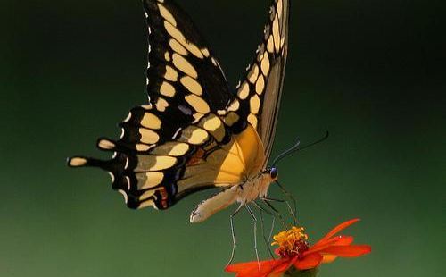 琉宫城蝴蝶园坐落于冲绳岛北部地区西侧的本部町，是一个观赏蝴蝶