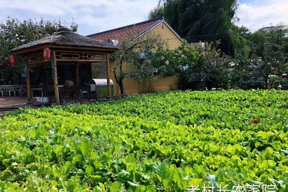 老村长农家院(连鞍线分店)
