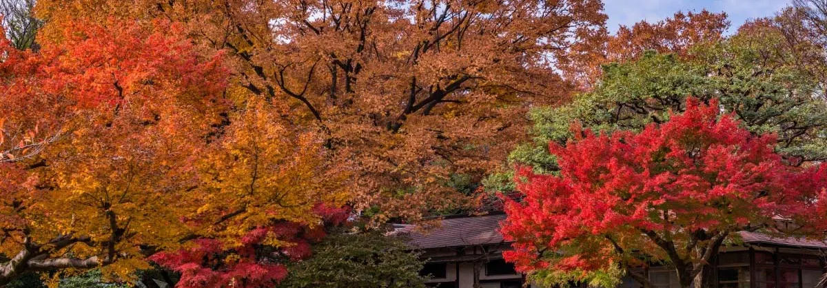 Attrazioni per la visione autunnale