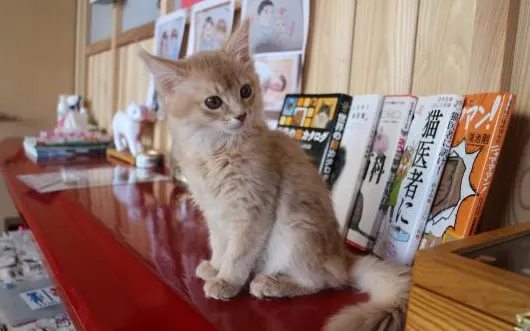 Cat Cafe Neko with Fortune Telling
