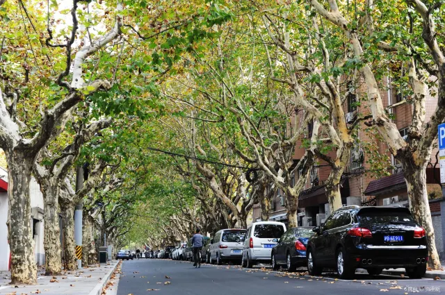 Top 4 World's Most Walkable Cities: Locals' Guide