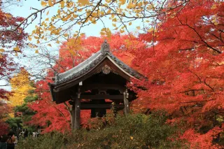 Maple Season! Who Can Deny that It’s The Prettiest Moment in Kyoto?