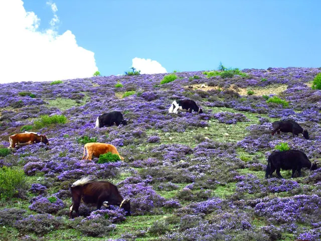 Shangri-La, The Impression of The Most Beautiful Snow Mountain