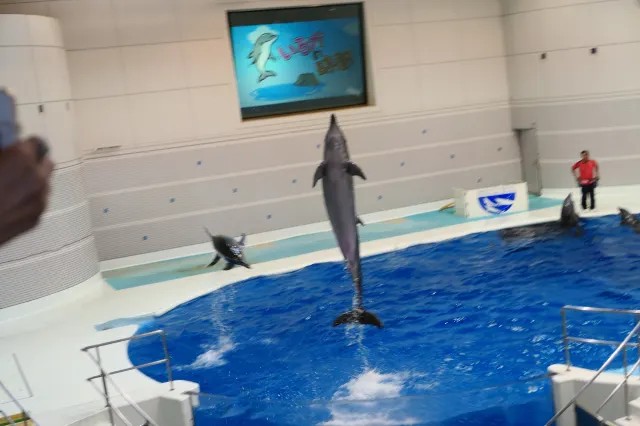 【鹿兒島水族館】 水族館交通、玩法、周邊必吃美食全攻略