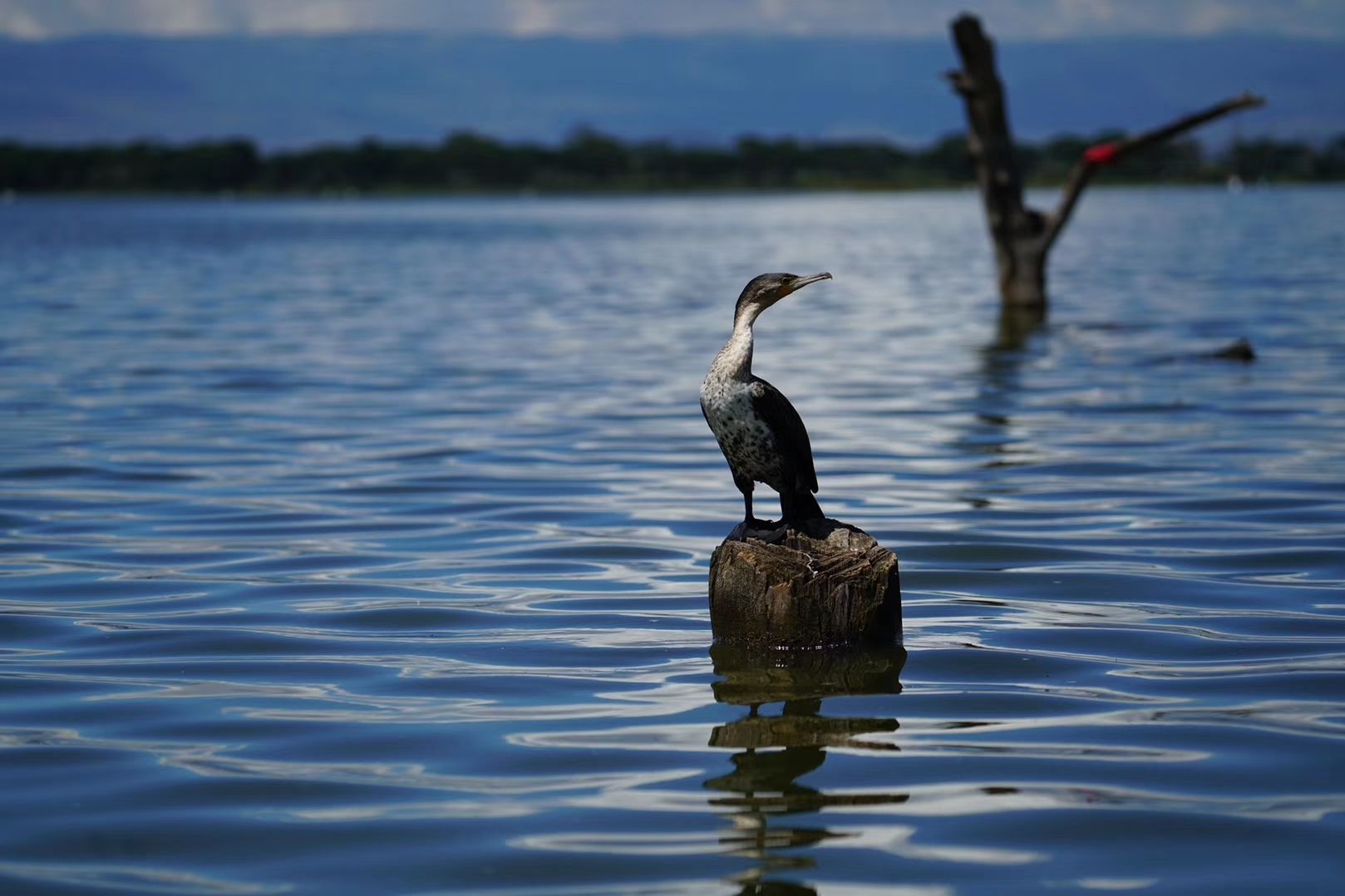 ナイロビ Lake Bogoria 評判 案内 トリップドットコム ナイロビ Lake Bogoria 評判 案内 トリップドットコム