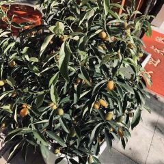 老古树餐厅(历史景点店) User Photo