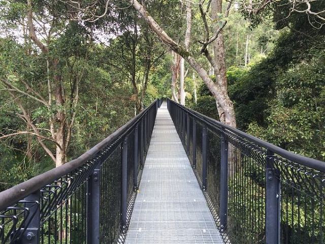 Tamborine Rainforest Skywalk