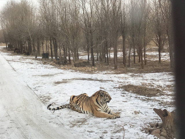 Very nice place to see the siberian tigers here in Harbin! They are very dangerous yet beautiful giant cats. You can pay some money for meat and you can feed it to the tigers as well! #happynewyear #siberiantigers
#happynewyear