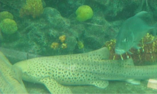 Phuket Aquarium