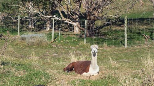 Wanaka Lavender Farm