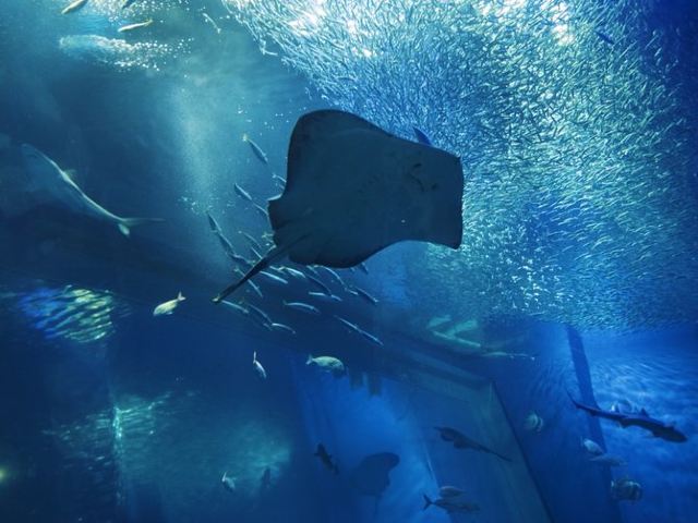 大洗水族館