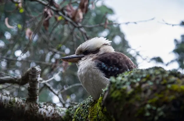 Dandenong Ranges: What to cover on your first day trip