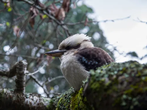 Dandenong Ranges: What to cover on your first day trip